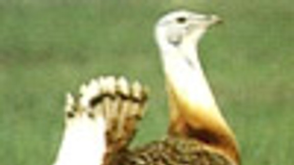 Družstvo Dunaj dostalo riadne vysokú pokutu