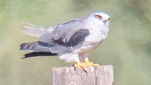 Milovníci vtákov sú nadšení: Na Sysľovských poliach sa objavil vzácny dravec - luniak sivý
