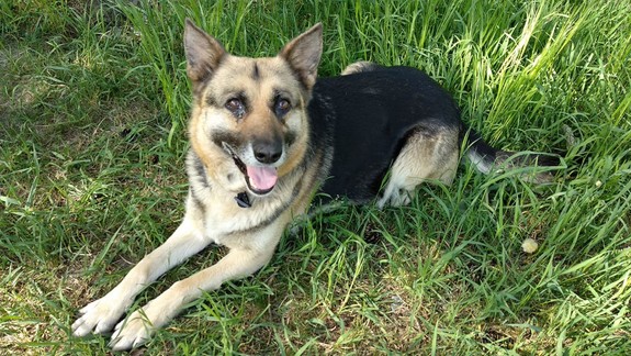 Prvá ľudsko-zvieracia zoznamka: Nájdite si kamaráta na celý život