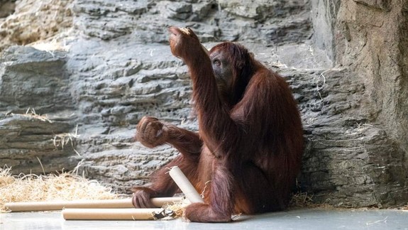 ZOO oslavuje Deň orangutanov: Čaká vás komentované sprevádzanie, stretnutie pri orangutanoch, ale aj vzdelávací ostrov