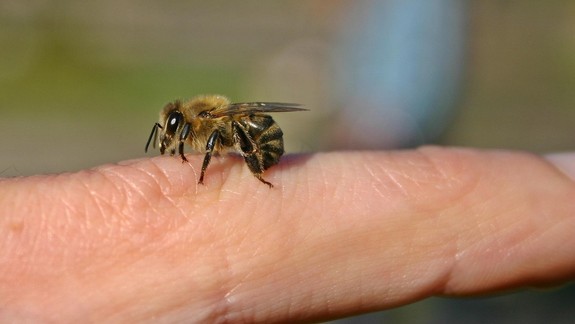 Radíme: Čo robiť pri alergickej reakcii na bodnutie hmyzom?