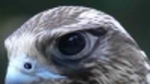 V Rači sa zapojili do ochrany sokola rároha