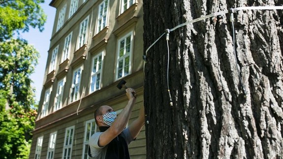 Pri škôlke na Podjavorinskej ešte dnes vyrúbu sedem krásnych stromov