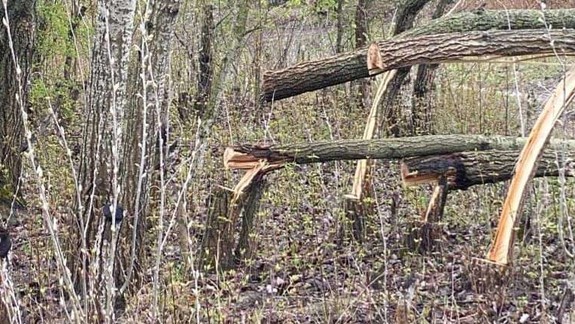 Enviropolícia obvinila muža za protiprávny výrub stromov v Rusovciach