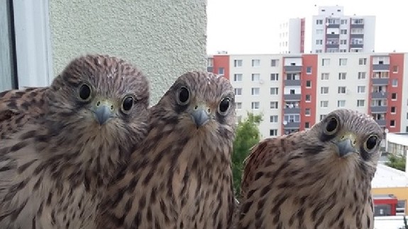 FOTO: Dobrý deň, susedia, dovoľte nám, aby sme sa vám predstavili - sme sokolíci!