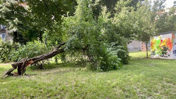 Silný vietor zasiahol i Bratislavu, v Ružinove vyvrátil strom