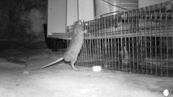 ROZHOVOR: Potkany sa vedia do bytu dostať cez záchod. Ľudia vtedy často urobia jednu chybu