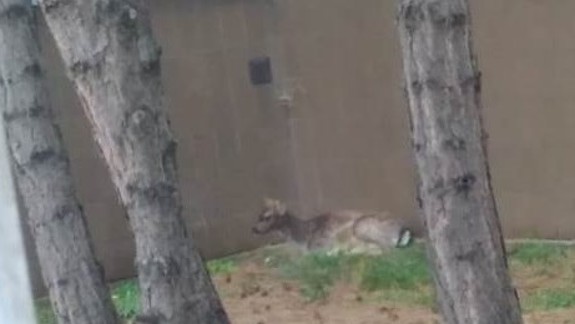 Na rušnú Trnavskú cestu sa zatúlal samček daniela škvrnitého!