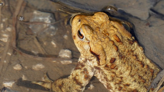 Záchrana žiab: Na Železnej studničke bude prebiehať akcia na pomoc žabám v migrácii