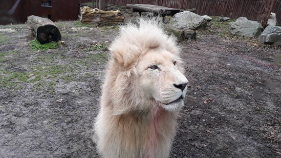 Tieto zvieratá v bratislavskej ZOO čakajú na vašu podporu. Poznáme i konkrétne sumy