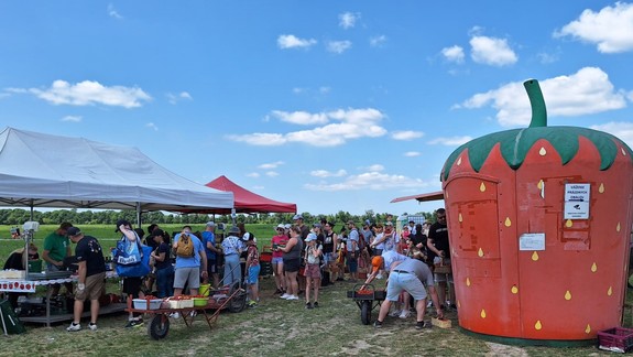 Veľa jahôd, veľa ľudí, ceny o čosi vyššie: Na samozbere v Dunajskej Lužnej je živo od skorého rána