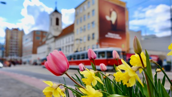 FOTO: Jar v Bratislave. Vôňa kvetov a stromov sa šíri mestom