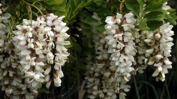 Radíme: Kvet agátu má viacero priaznivých účinkov, využíva sa aj v kozmetike