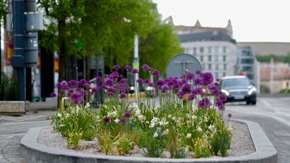 Bratislava má nové zelené dopravné ostrovčeky. Pozrite, kde pribudli