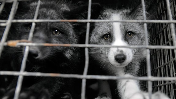 V centre mesta sa bude demonštrovať za zákaz kožušinového chovu v Poľsku