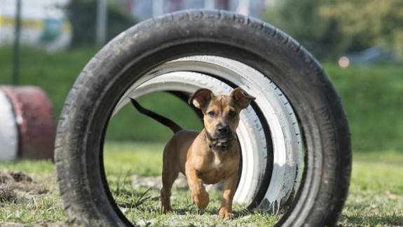 Petržalka pripravuje tretí voľný výbeh pre psov