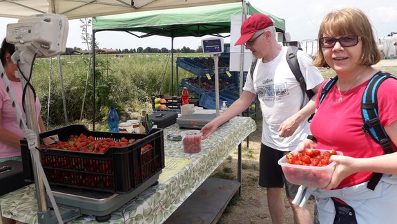 Samozber jahôd pri Bratislave už funguje: Koľko zaplatíte a čo vás môže zaskočiť?