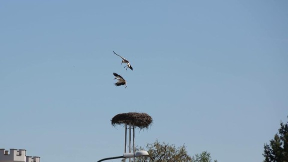 Sťahovavé vtáky dnes majú svoj deň. Čo všetko im ubližuje?