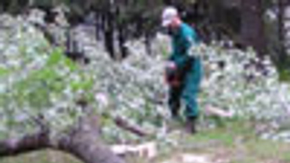 Na Belopotockého rúbali stromy aj dnes