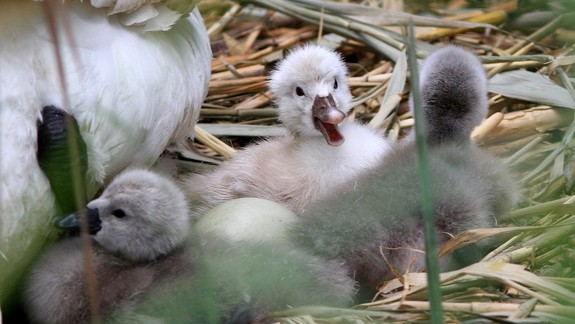 FOTO: To je rozkošné - takto vyzerajú čerstvo vyliahnuté mláďatá petržalských labutí