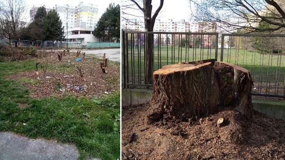 Postupom Petržalky pri oreze drevín sa bude zaoberať OÚ Bratislava
