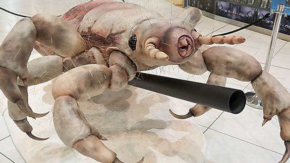 V SNM uvidíte hmyz a iné maličké živočíchy zväčšené do gigantických rozmerov