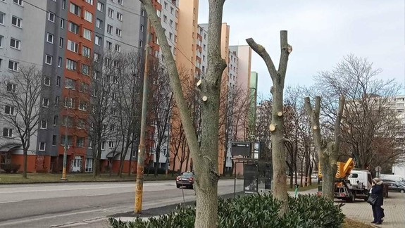 Všimli ste si v Petržalke "totemy"? Mestská časť vysvetlila dôvod likvidačných orezov