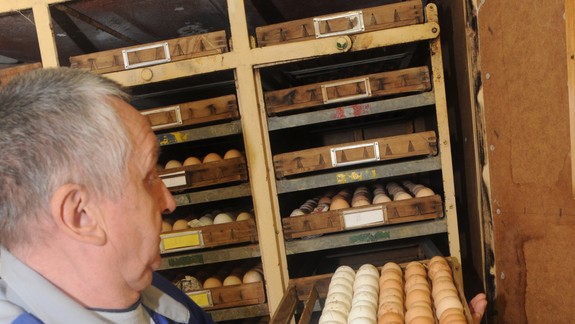 RADÍME: Výber šunky netreba podceniť, s vajíčkami opatrne, pred Veľkou nocou odporúča Úrad verejného zdravotníctva