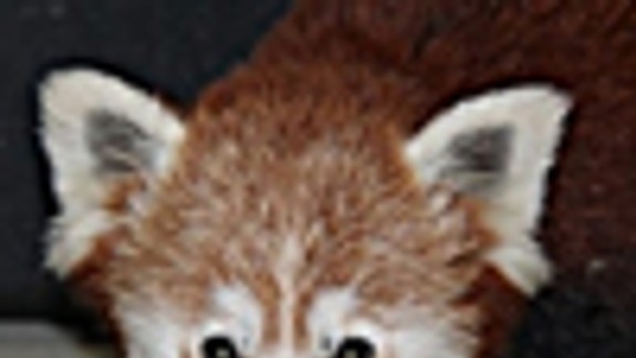 Pungovi doviezli do bratislavskej ZOO nevestu