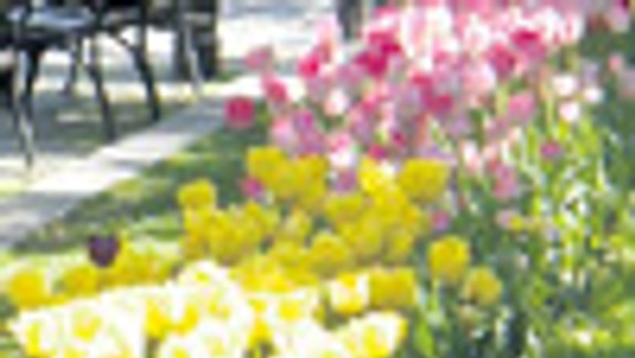 Vysadené tulipány očarili aj zlodejov