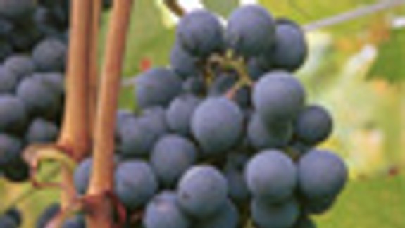 Polovicu tohtoročného vína vypila búrka