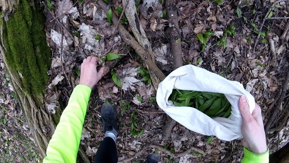 V lesoch po celej Bratislave už rastie medvedí cesnak: Ako využijete túto zdravú bylinku?