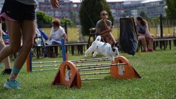 Králičí bojovníci si to opäť rozdali na Kuchajde. Viete, akú hranicu pokoril víťaz v skoku do výšky?