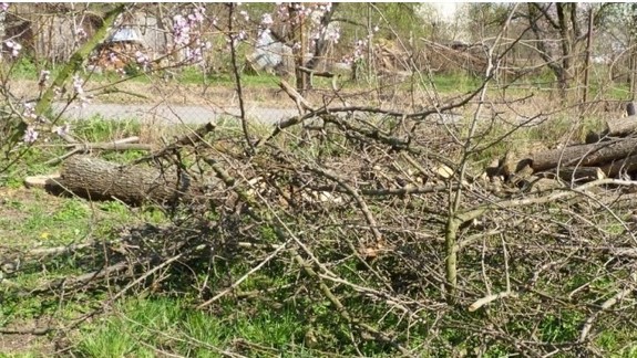 Staré Mesto spustí po sviatkoch zber biologicky rozložiteľného odpadu
