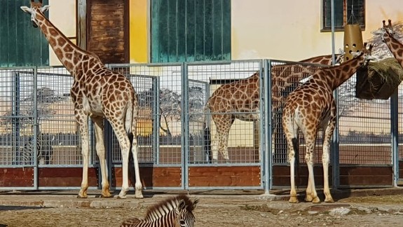 Zoo oslávila 60. výročie svojho otvorenia. Pripomeňme si jej históriu