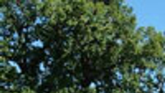 Vzácny dub v PKO je klenot Bratislavy