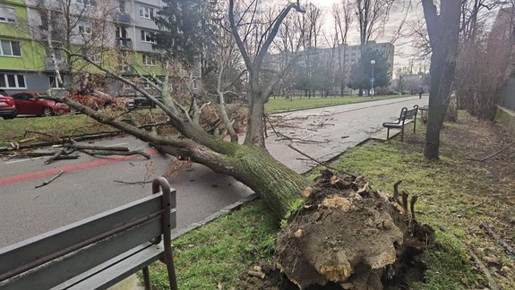 Silný vietor vyvrátil v Ružinove statný strom