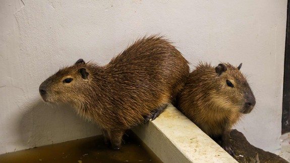 ZOO Bratislava rozšírila svoju kolekciu o nový druh zvierat - najväčšie hlodavce na svete
