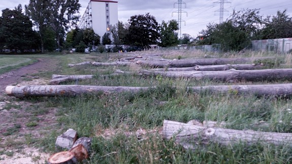 Z redakčnej pošty: Zdravé stromy vyrúbali, kmene však neodviezli, a vytvorili tak raj pre asociálov