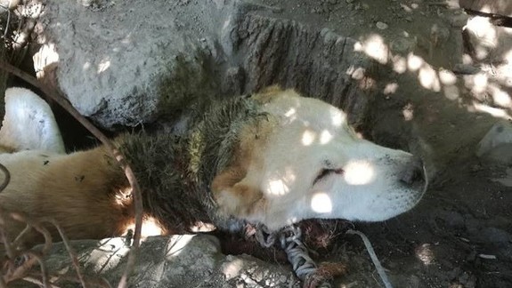 FOTO: Zachránený týraný Astorko. Takto vyzerá dnes