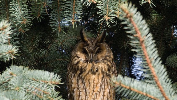 FOTO: Aj do Bratislavy prichádzajú zimovať zvláštne ušaté sovy. Kedy a kde ich môžete vidieť?