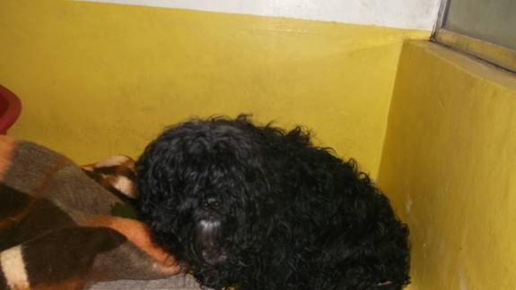 Doplatili na hlučné oslavy: Do útulku Slobody zvierat prijali počas silvestrovskej noci i smrteľne zranené nemé tváre