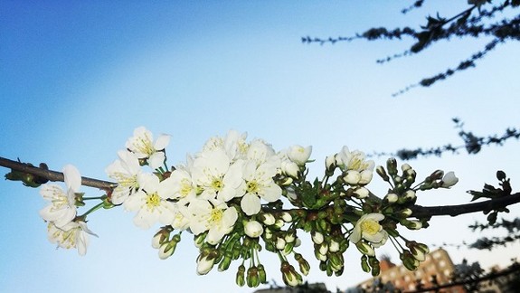 Alergikov čaká náročné obdobie – vysoká koncentrácia peľu je aj v Bratislave!