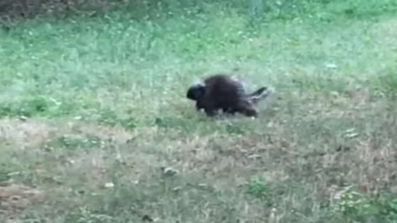 Kuriozita: Po ulici Ľuda Zúbka pobehoval urzon, ušiel zo ZOO