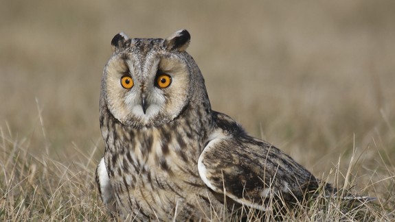 Predzvesť zimy je tu. Na juhozápade zaznamenali prílet vzácneho druhu sovy