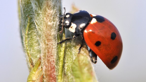 Prilákajte do záhrady užitočných prírodných pomocníkov