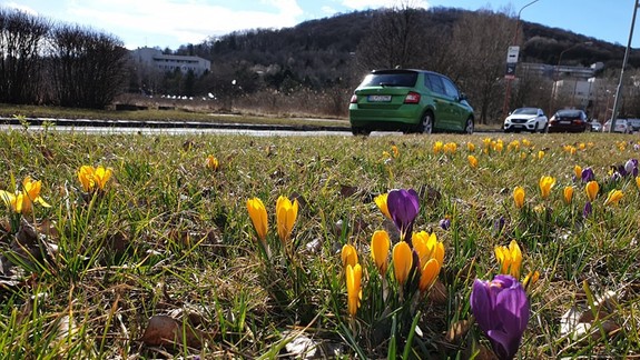 Dúbravka opäť zakvitla do krásy. Nie je to však náhoda