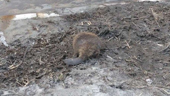 Neviete, kto to mohol byť? Enviropolícia pátra páchateľovi, ktorý usmrtil bobrov európskych