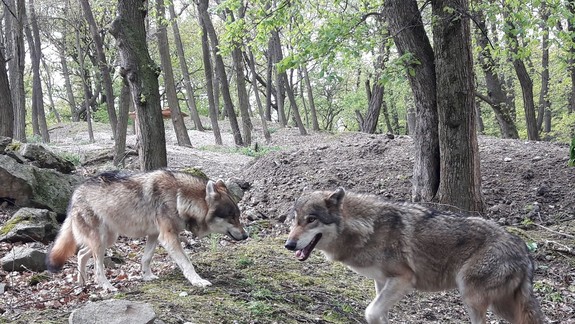 Pre deti aj dospelých: Zoologická záhrada pripravila počas jarných prázdnin zaujímavý program