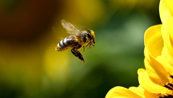 Radíme: Pri silnom opuchu tváre po uštipnutí včelou treba vyhľadať lekára